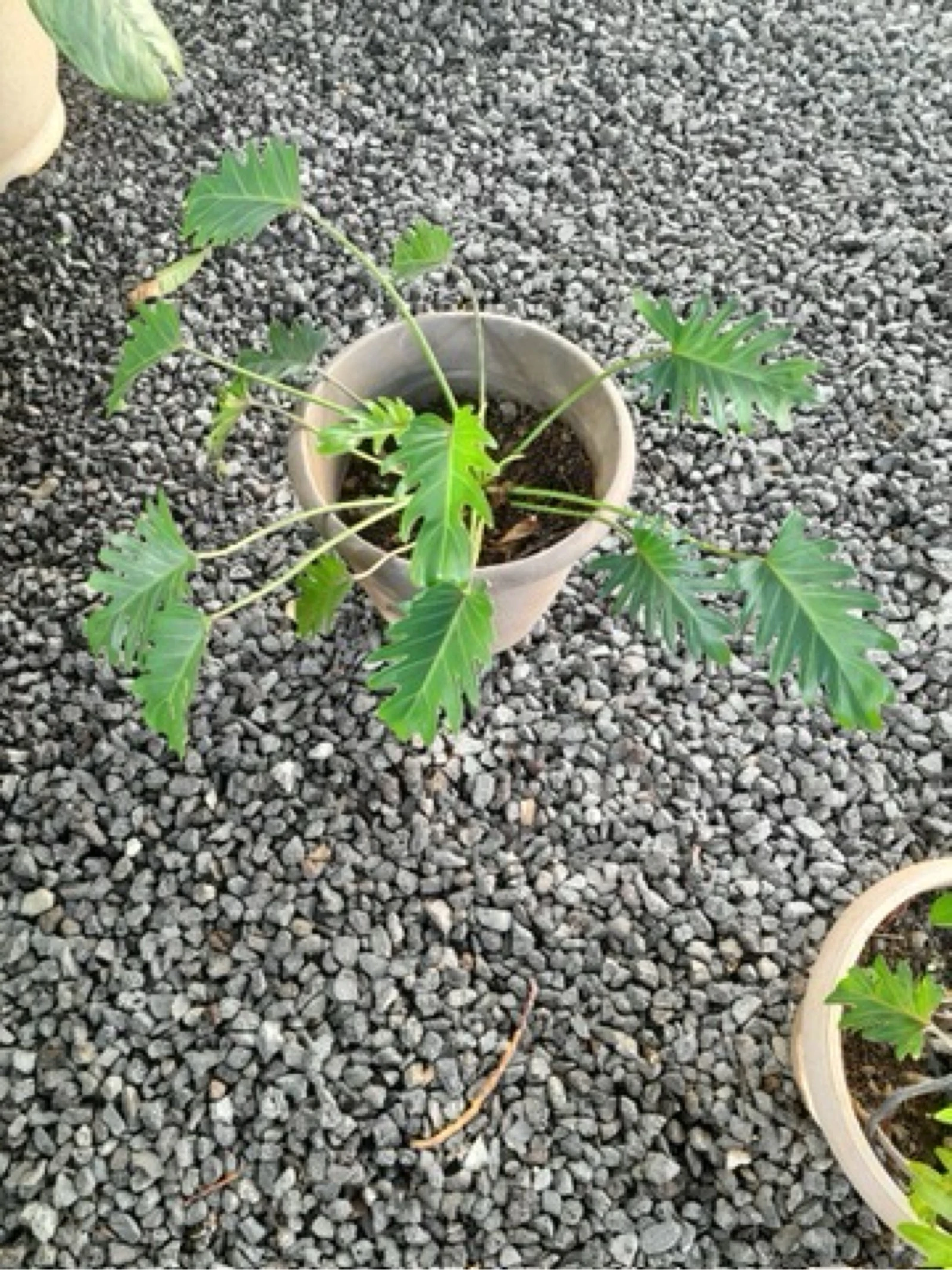Plante Philodendron – photo 2